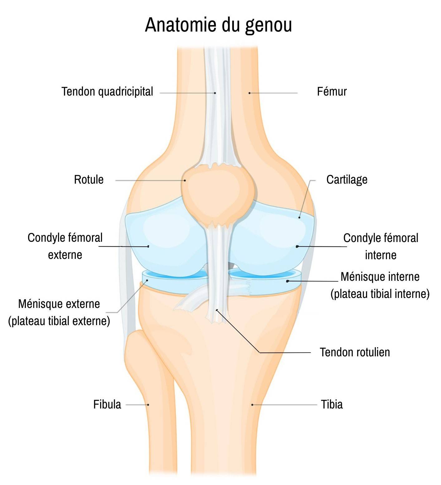 Structure du genou et ses compartiments articulaires